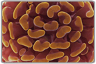 Gold Branch Hammer Coral